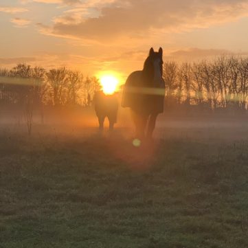 Horse & Sunset