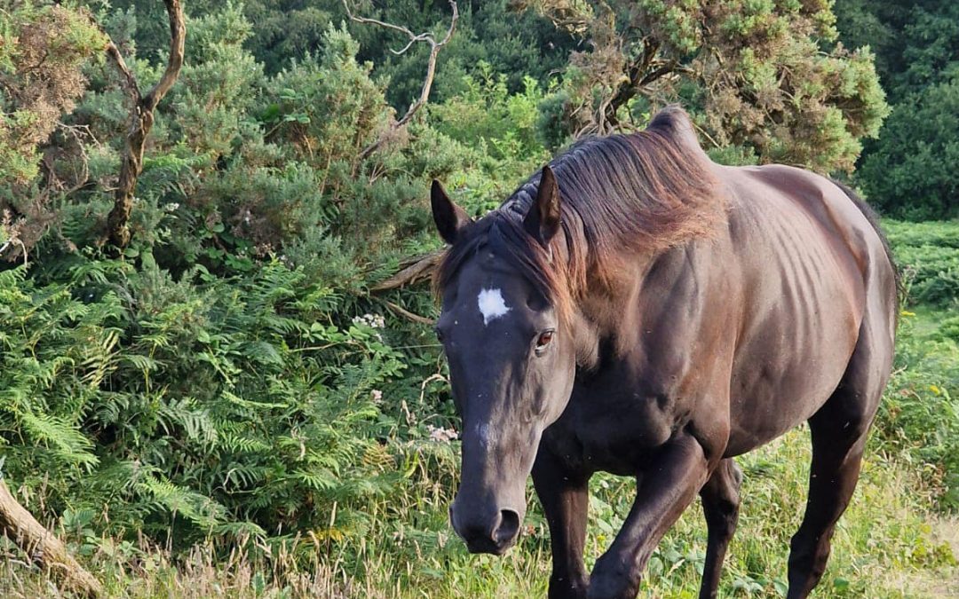 What is Equine Yoga? – Benefits, What to Expect & How it Works in Devon