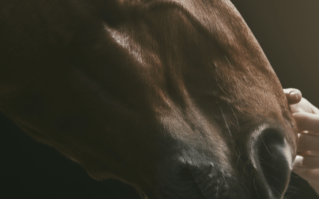 Equine Therapy Near Me: Finding Horse-Assisted Healing in Devon